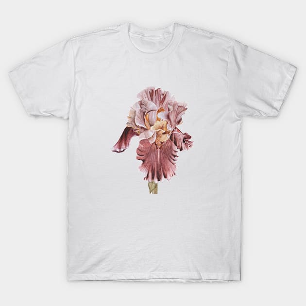 Pink Iris T-Shirt by ShealeenLouise